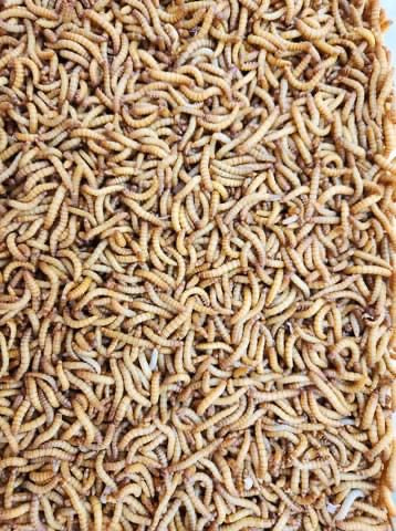 Mealworms